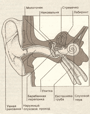 Строение уха