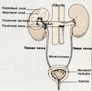 Выходя из почек, моча опускается вниз по мочеточникам и собирается в мочевом пузыре, откуда она периодически выбрасывается наружу через уретру.