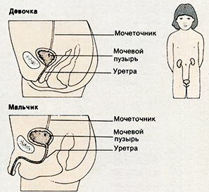 Женская уретра намного короче, чем мужская, что предрасполагает к проникновению микроорганизмов в мочевыводящие пути.
