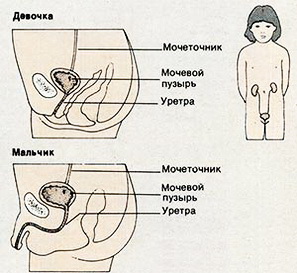 Женская уретра намного короче, чем мужская, что предрасполагает к проникновению микроорганизмов в мочевыводящие пути.