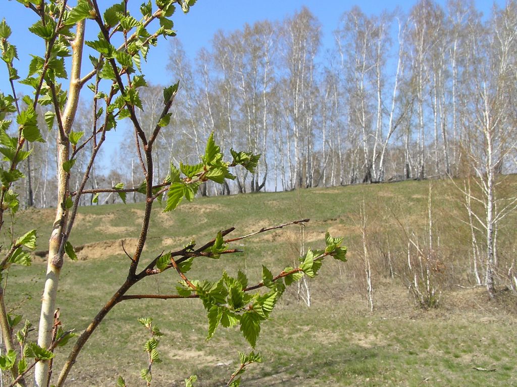Фото для Мне по душе Апрель многоголосый