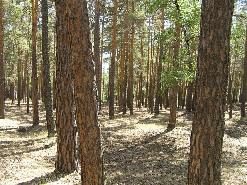 Фото для В сосновом бору
