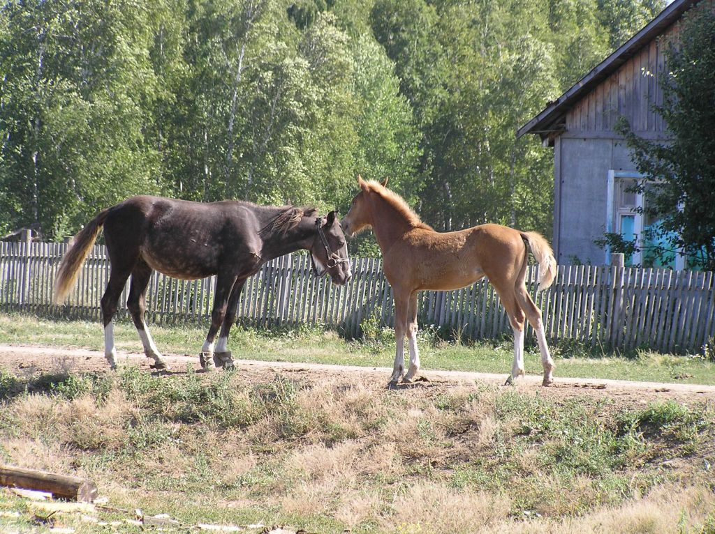 Фото для Запах дегтя, скрип колес