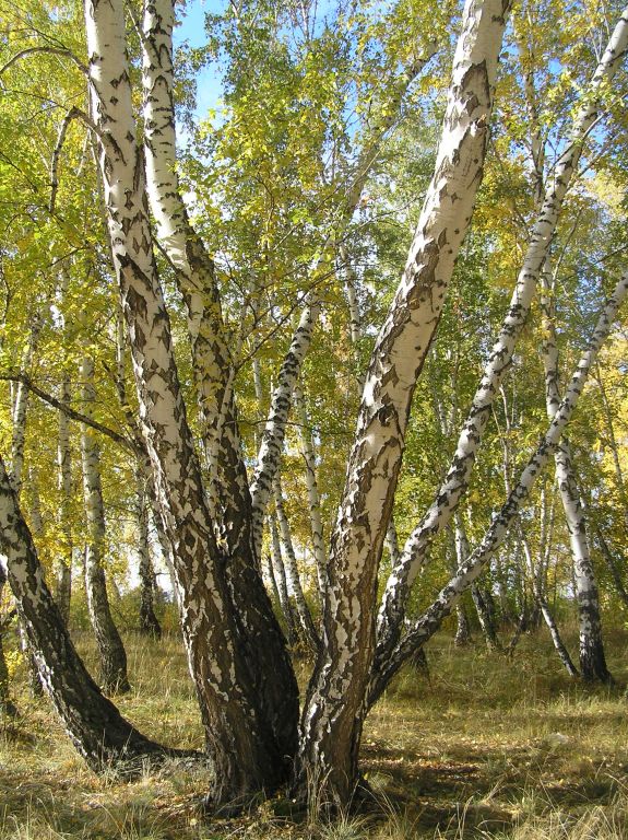 Фото для Лирические стихи Владимира Демина