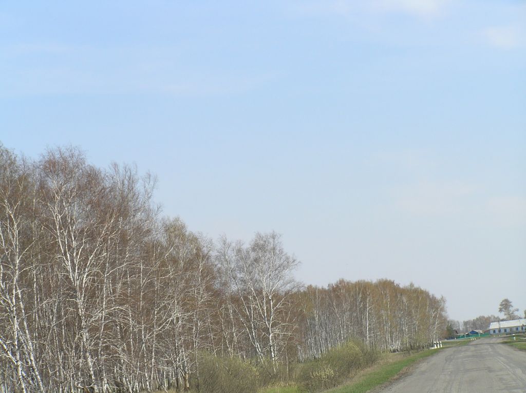 Фото для Очнулся лес от зимней спячки