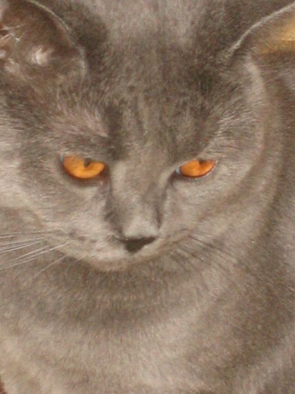 Фото для Любимый кот болен
