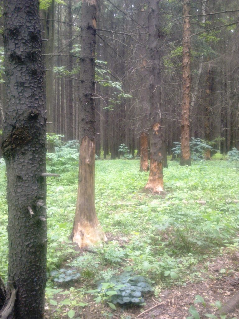 Фото для Спасем лес