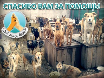 Фото для Подари шанс на жизнь бездомным животным
