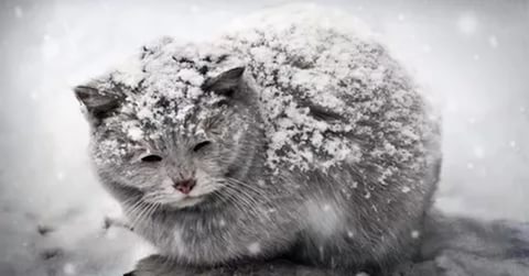 Фото для Помощь бездомным кошкам