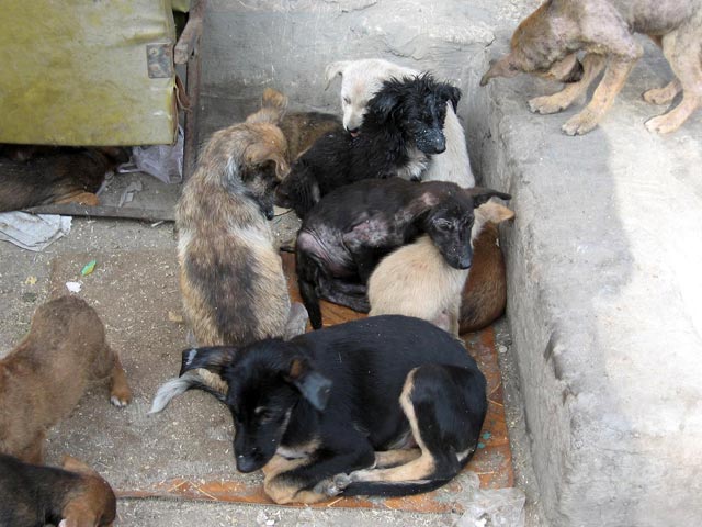 Фото для Бездомным и больным собакам в Барнауле нужна помощь