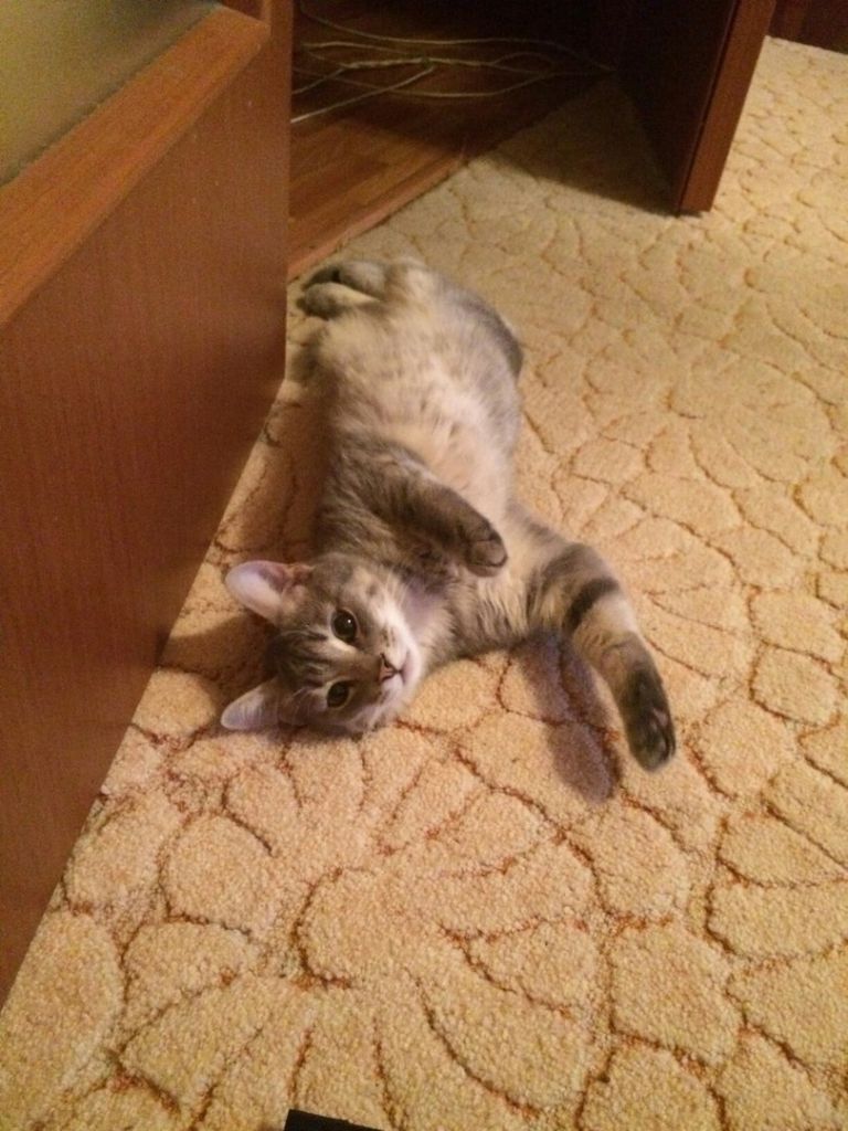 Фото для Срочно нужны деньги на операцию коту