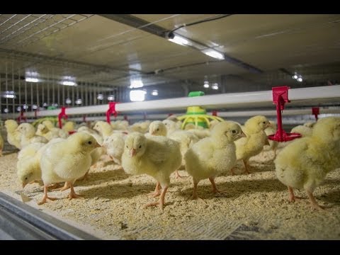 Фото для Помогите развитию Фермы домашних продуктов Для Детей с ограниченными возможностями