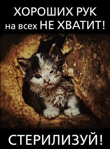 Фото для Стерилизация бездомных кошек