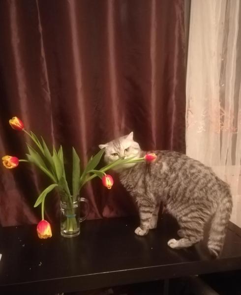 Фото для Жизнь кота под угрозой