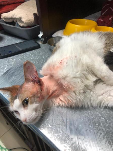 Фото для Помощь кошке Марусе с полипами в ушах на лечение и операции