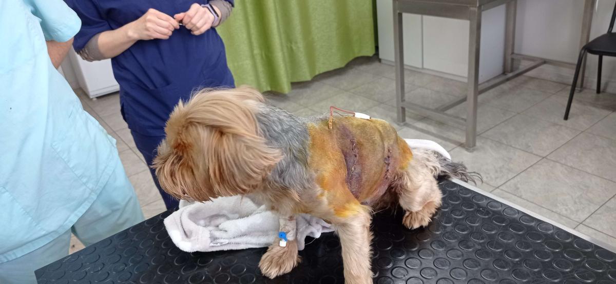 Фото для Сбор на возмещение убытков в связи со спасением собаки