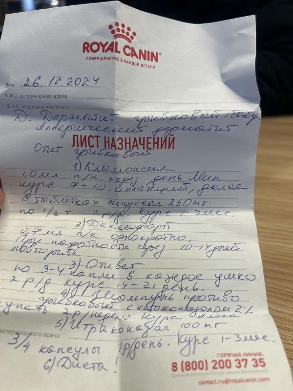 Фото для Лечение собаки 
