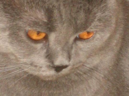 Фото для Любимый кот болен