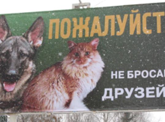 Фото для Открытие школы для бездомных животных