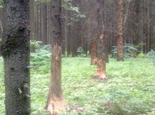 Фото для Спасем лес