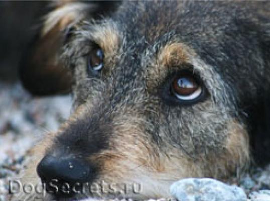 Фото для Нет! Жестокости и равнодушию!