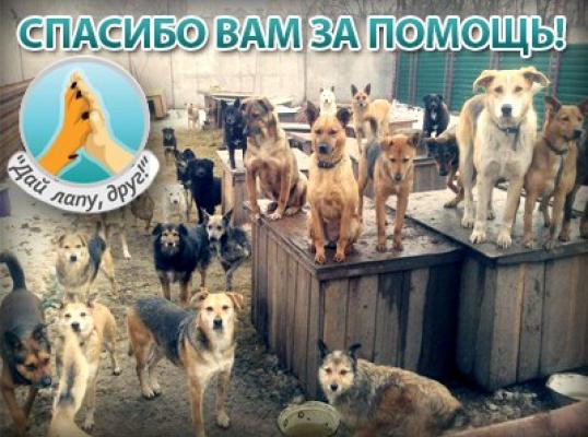 Фото для Подари шанс на жизнь бездомным животным