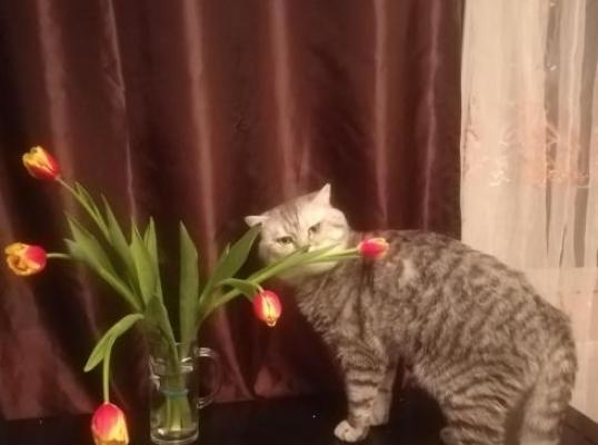 Фото для Жизнь кота под угрозой