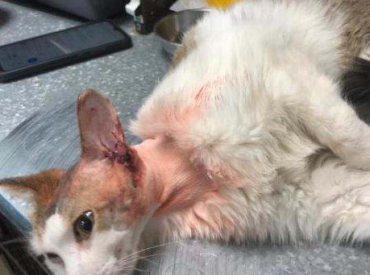 Фото для Помощь кошке Марусе с полипами в ушах на лечение и операции