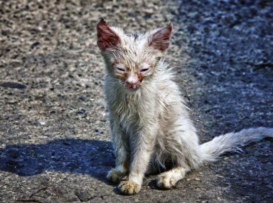 Фото для Спаси котика! Как помочь бездомному!!!