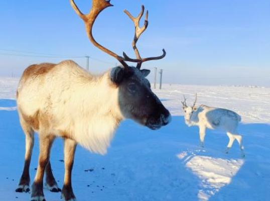 Фото для Сергей Ванкорский 