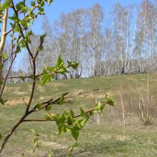 Фото для Мне по душе Апрель многоголосый